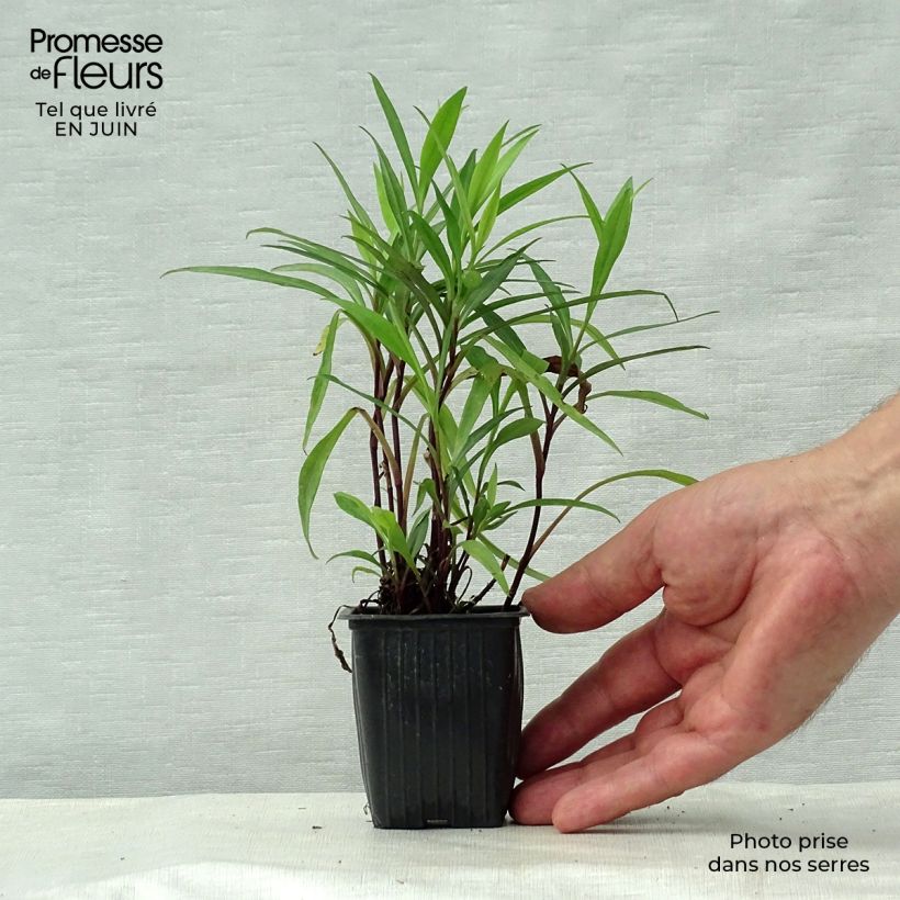 Esemplare di Aster dumosus Early Blue Vasetto da 7/8 cm consegnato in estate