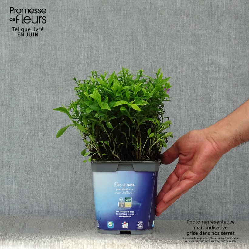 Esemplare di Aster dumosus Lady In Blue Vaso da 2L/3L consegnato in estate