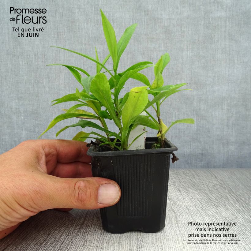 Esemplare di Aster dumosus Marjorie Vasetto da 8/9 cm consegnato in estate