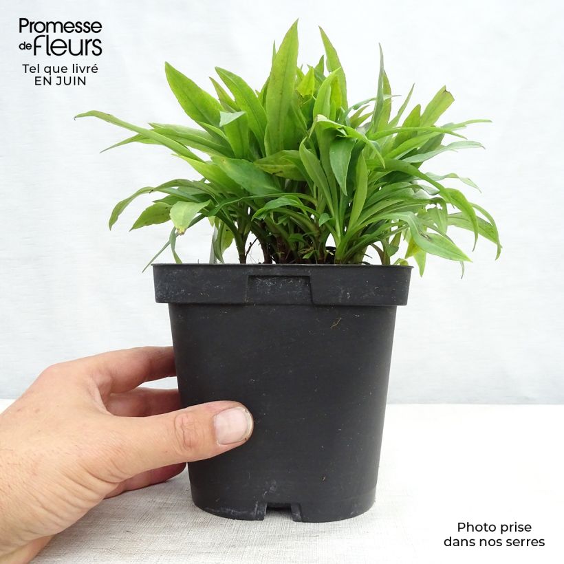 Esemplare di Aster dumosus Marjorie Vaso da 2L/3L consegnato in estate