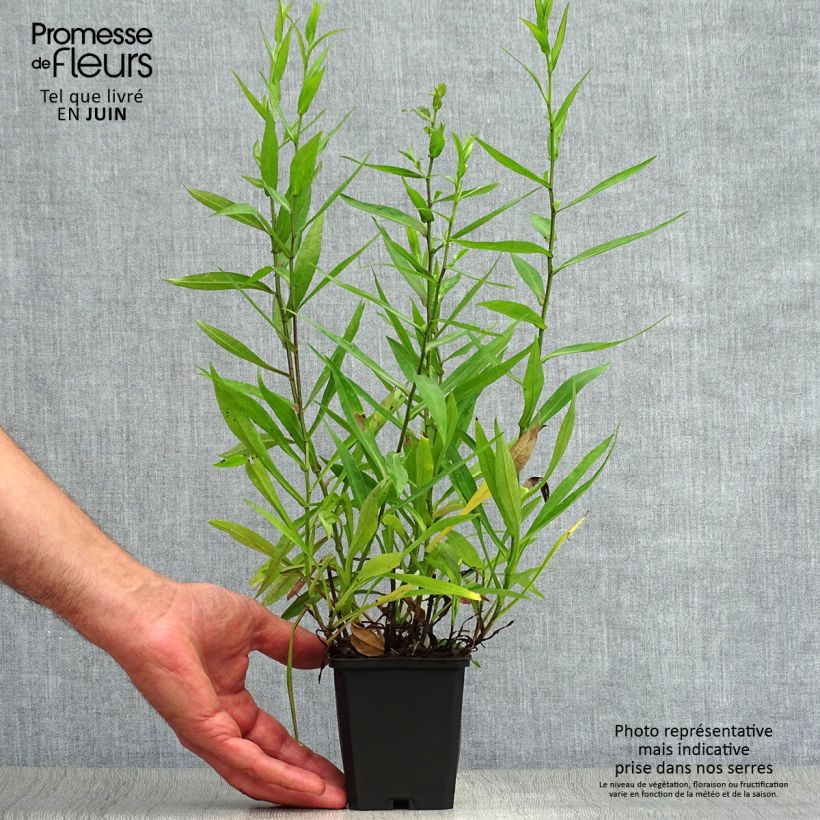 Esemplare di Aster dumosus Peter Harrison Vasetto da 8/9 cm consegnato in estate