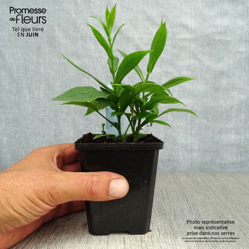 Esemplare di Aster dumosus Rosenwichtel Vasetto da 8/9 cm consegnato in estate