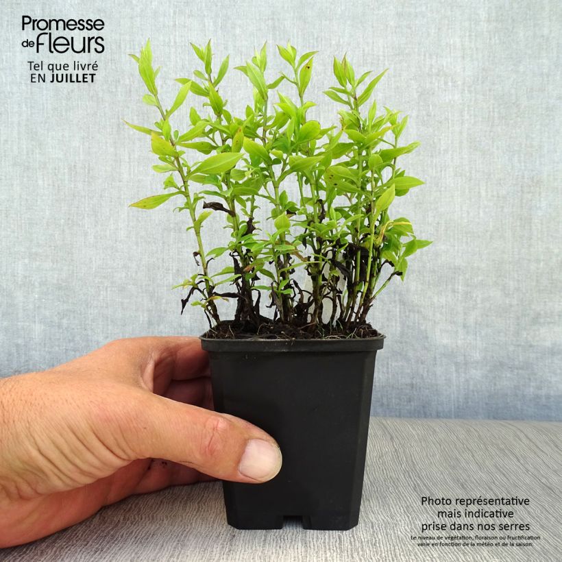 Esemplare di Aster dumosus Schneekissen Vasetto da 8/9 cm consegnato in estate