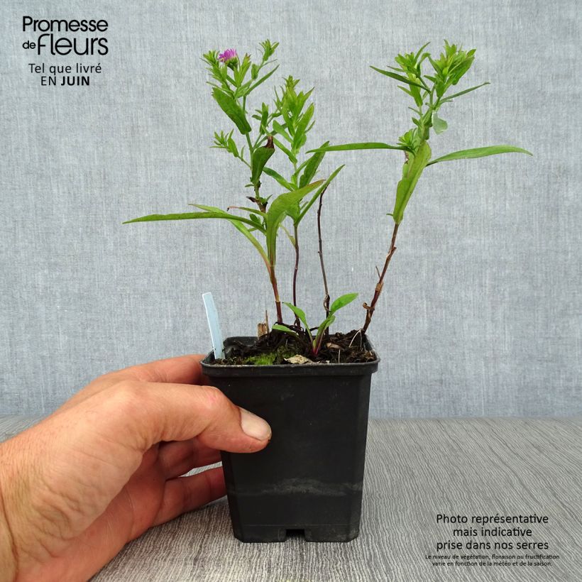 Esemplare di Aster dumosus Starlight Vasetto da 8/9 cm consegnato in estate