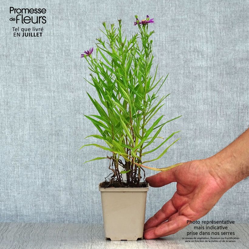 Esemplare di Aster dumosus Tonga Vasetto da 8/9 cm consegnato in estate