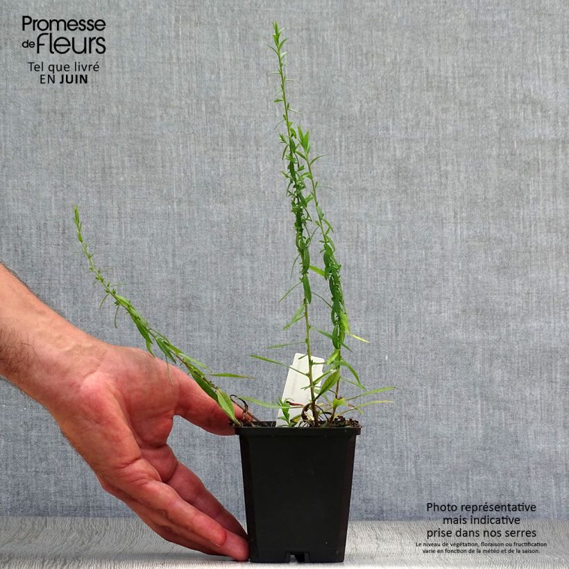 Esemplare di Aster ericoides Blue Star Vasetto da 8/9 cm consegnato in estate