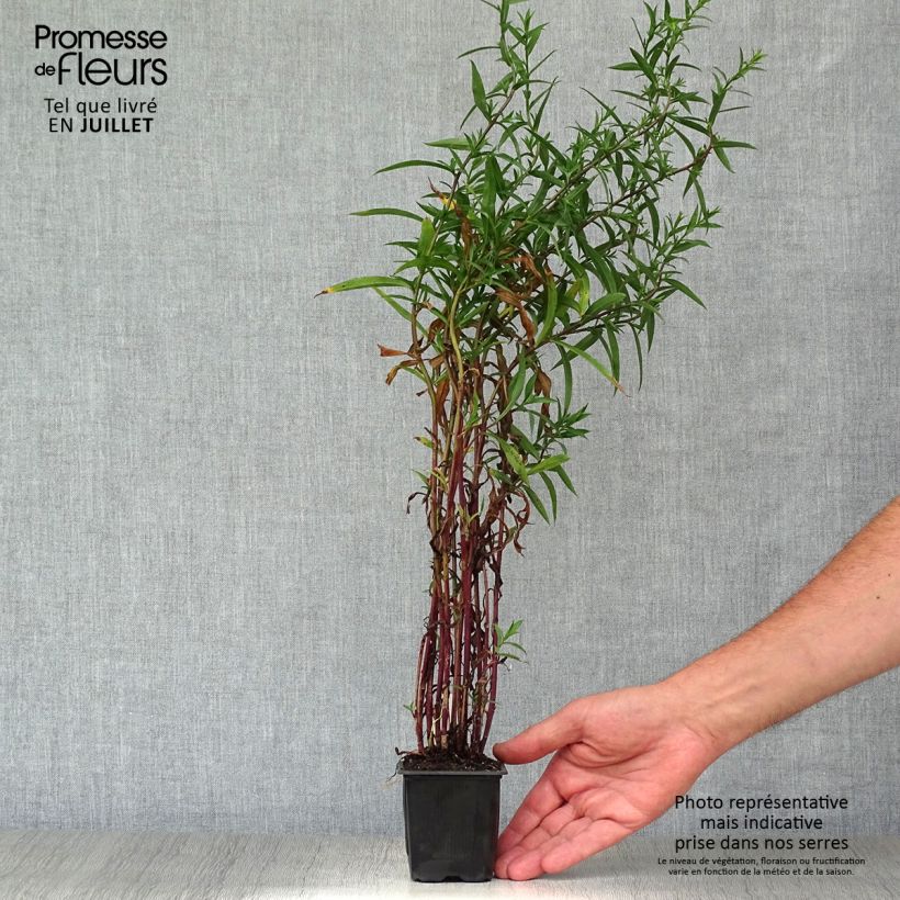 Esemplare di Aster ericoides Vasetto da 8/9 cm consegnato in estate