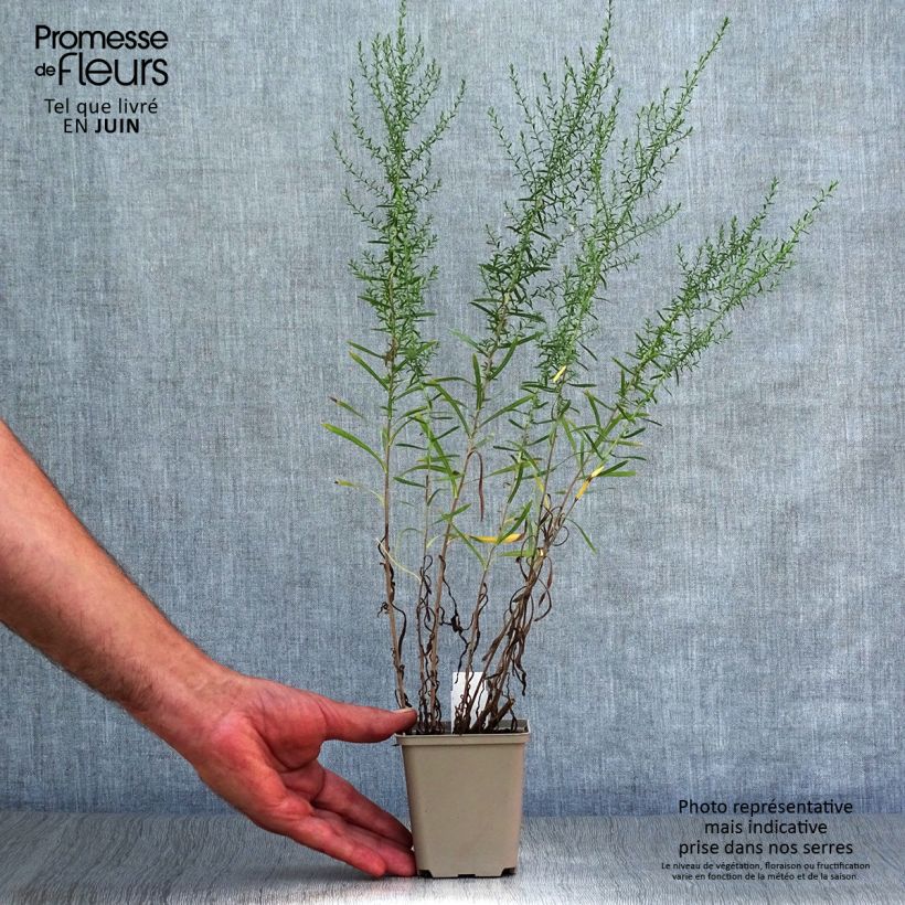Esemplare di Aster ericoides Schneetanne Vasetto da 8/9 cm consegnato in estate