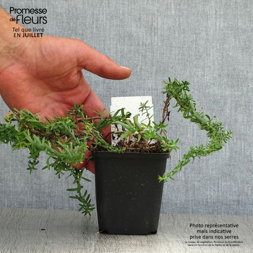 Esemplare di Aster ericoides f. prostratus Snow Flurry Vasetto da 7/8 cm consegnato in estate