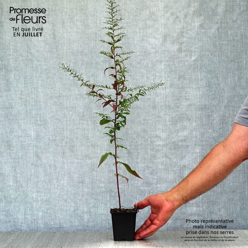 Esemplare di Aster lateriflorus Horizontalis Vasetto da 8/9 cm consegnato in estate