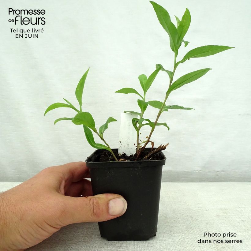Esemplare di Aster novi-belgii Porzellan - Astro settembrino Vasetto da 8/9 cm consegnato in estate
