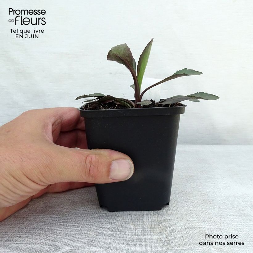 Esemplare di Aster novi-belgii White Lady - Astro settembrino Vasetto da 8/9 cm consegnato in estate