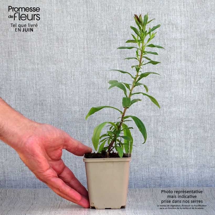 Esemplare di Aster pyrenaeus Lutetia Vasetto da 8/9 cm consegnato in estate