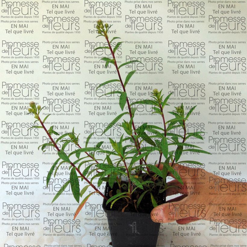 Esempio di esemplare Aster radula Vasetto da 8/9 cm come consegnato
