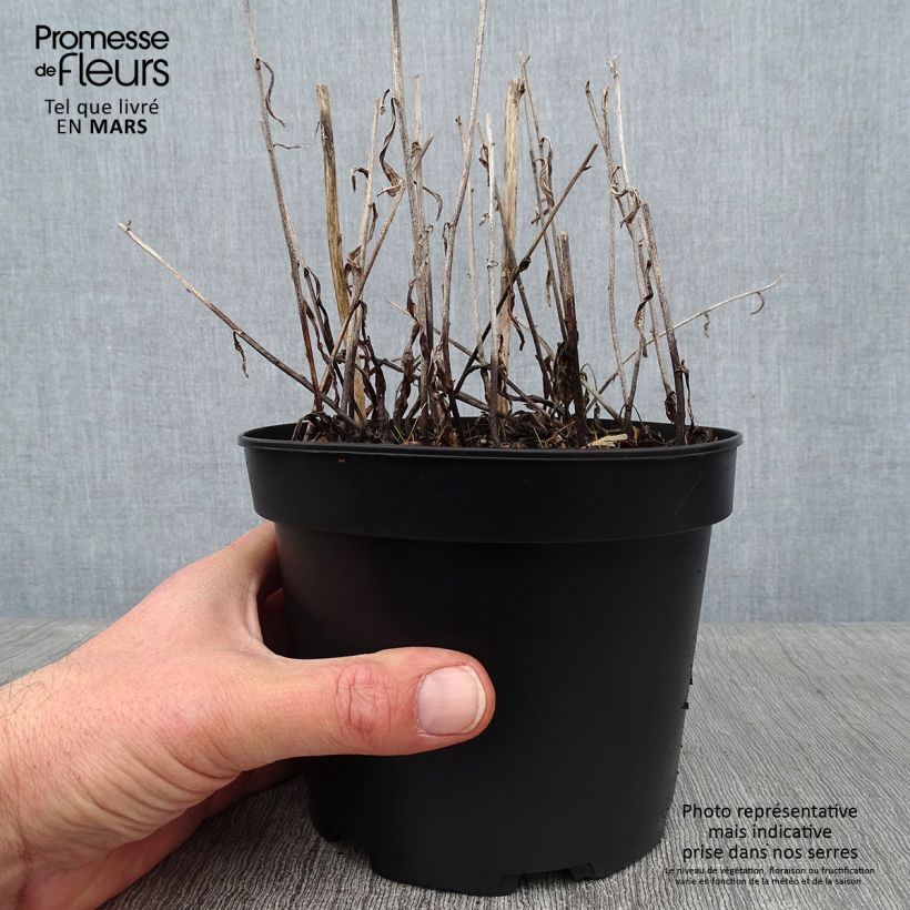 Aster rugulosus Asrugo Vaso da 2L/3L esemplare consegnato in inverno
