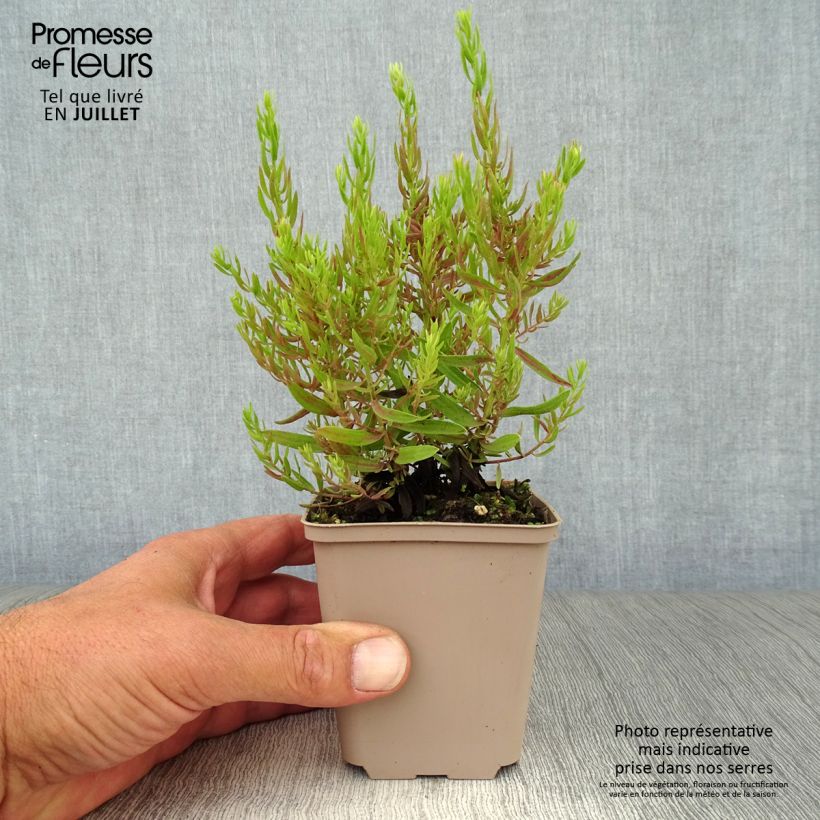 Esemplare di Aster sedifolius Nanus Vasetto da 8/9 cm consegnato in estate