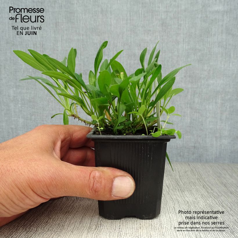 Esemplare di Aster tongolensis Berggarten Vasetto da 8/9 cm consegnato in estate