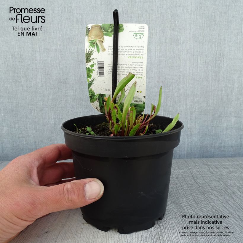 Tripolium pannonicum - Astro marino Vaso da 1,5L/2L esemplare consegnato in primavera