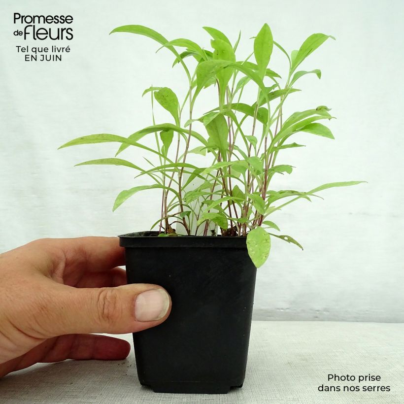 Esemplare di Aster versicolor Altweibersommer Vasetto da 8/9 cm consegnato in estate