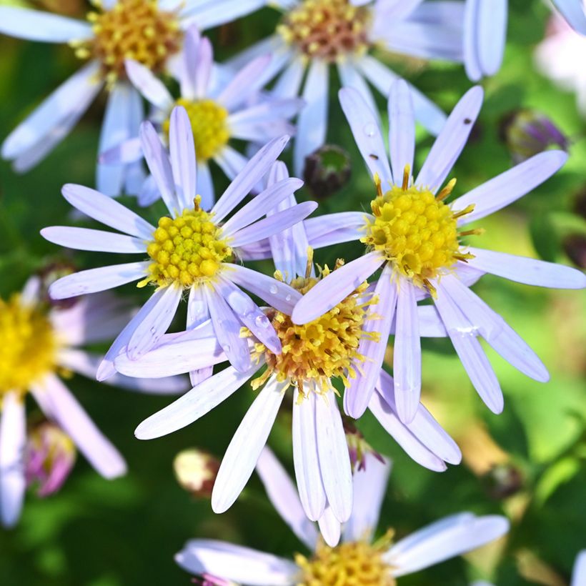 Aster ageratoides Adustus Nanus (Fioritura)