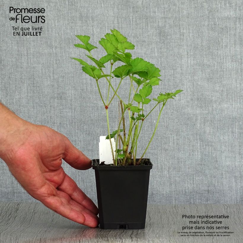 Esemplare di Astilbe chinensis Purpurkerze Vasetto da 8/9 cm consegnato in estate