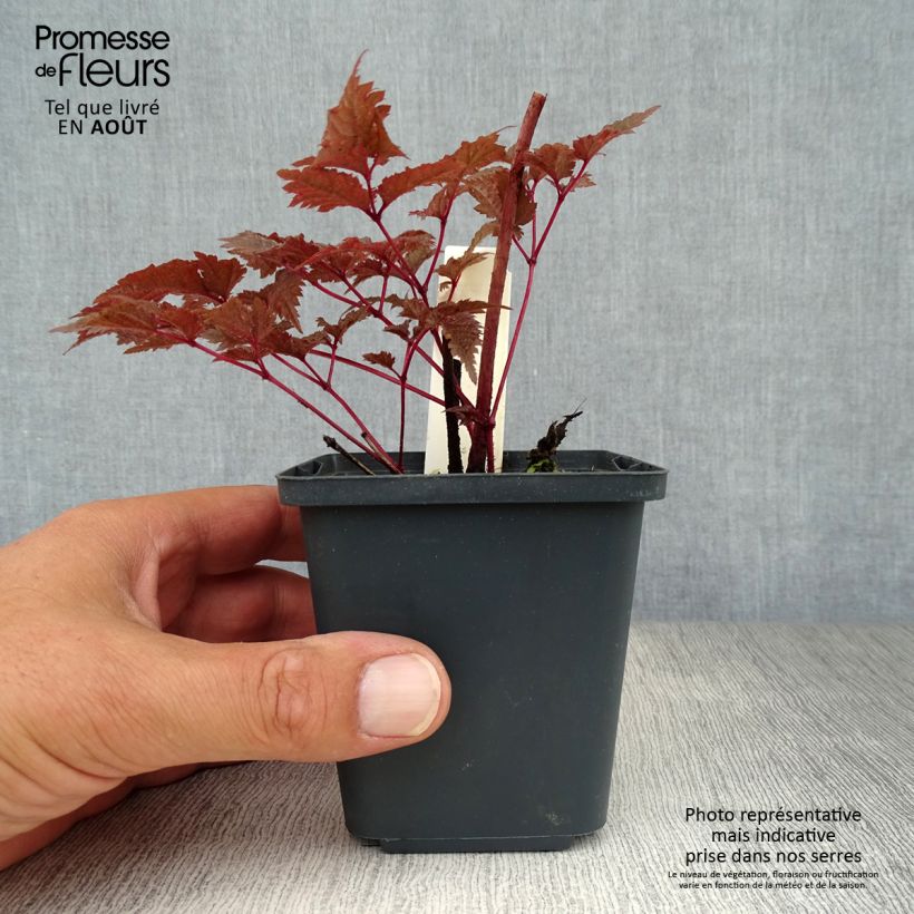 Esemplare di Astilbe Chocolate Shogun Vasetto da 8/9 cm consegnato in estate