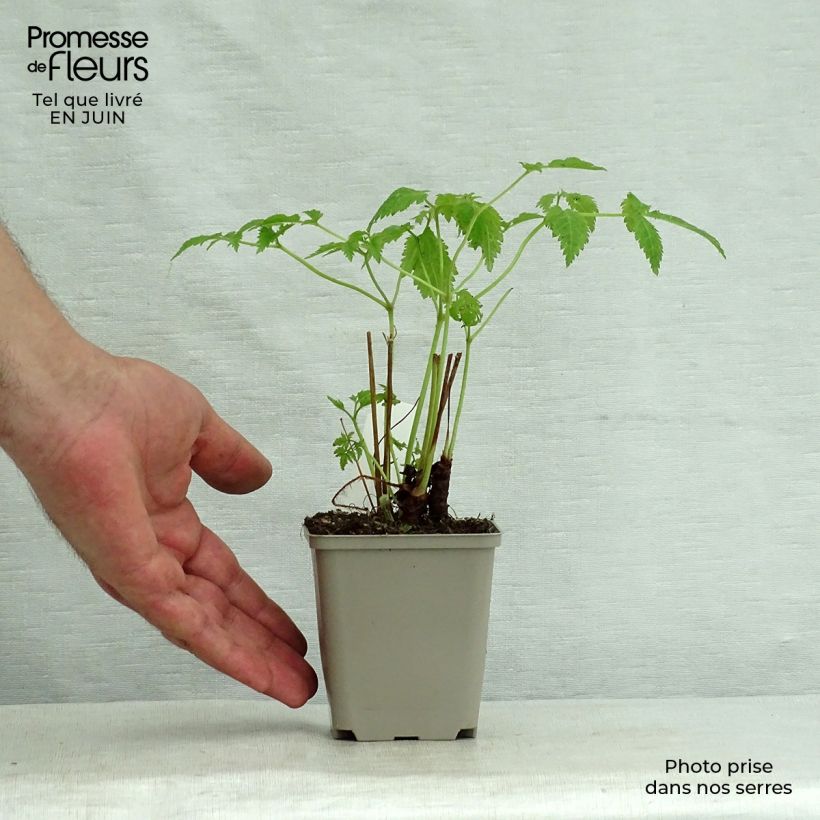 Esemplare di Astilbe thunbergii Professor van der Wielen Vasetto da 8/9 cm consegnato in estate