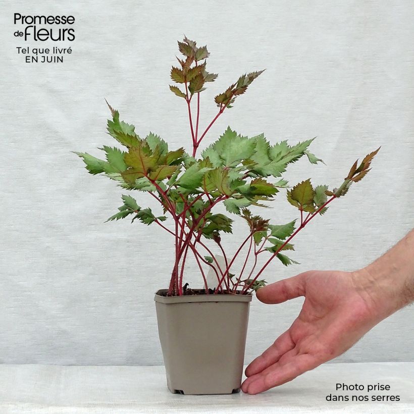 Esemplare di Astilbe chinensis Vision in Red Vasetto da 8/9 cm consegnato in estate