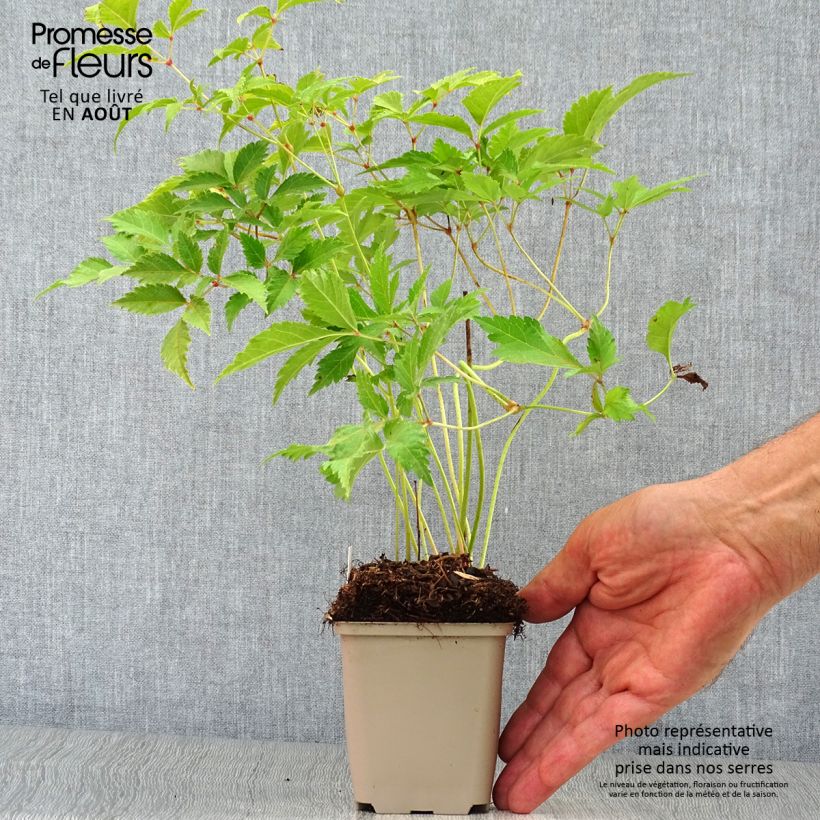 Esemplare di Astilbe japonica Washington Vasetto da 8/9 cm consegnato in estate