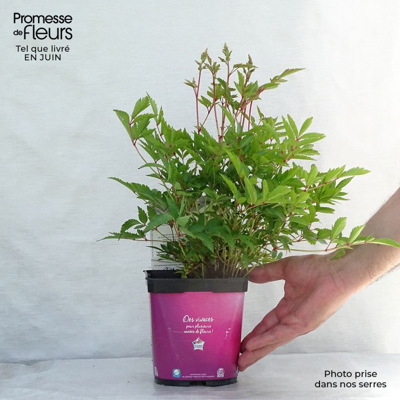 Esemplare di Astilbe Younique Silvery Pink Vaso da 2L/3L consegnato in estate