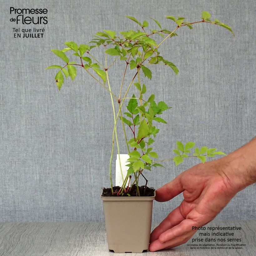 Esemplare di Astilbe arendsii Amethyst Vasetto da 8/9 cm consegnato in estate