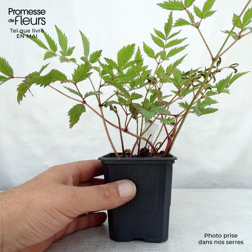 Astilbe arendsii Anita Pfeiffer Vasetto da 8/9 cm esemplare consegnato in primavera