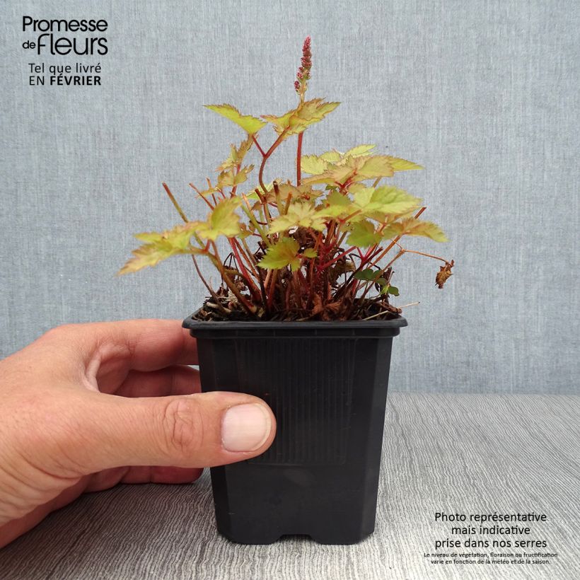 Esemplare di Astilbe arendsii Color Flash Lime Vasetto da 8/9 cm come consegnato in autunno