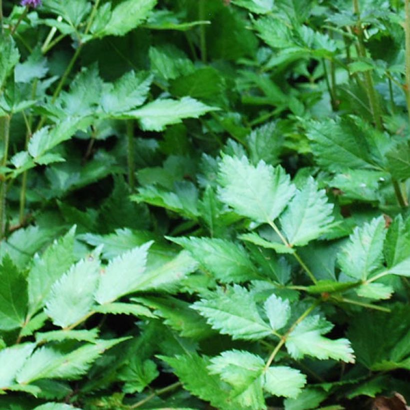 Astilbe arendsii Brautschleier (Fogliame)