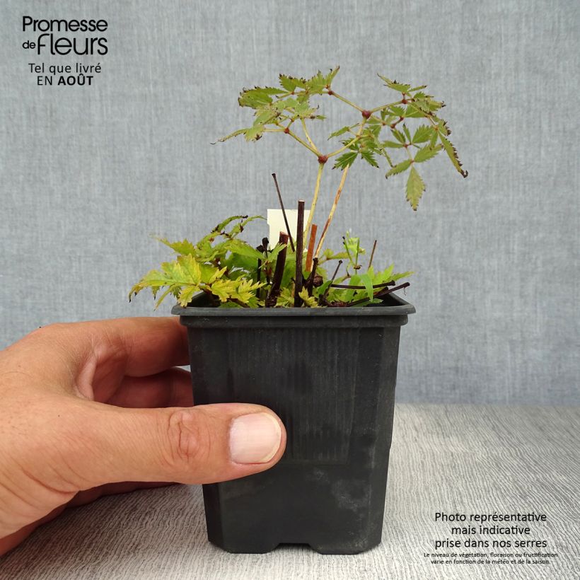 Esemplare di Astilbe arendsii Bressingham Beauty Vasetto da 8/9 cm consegnato in estate