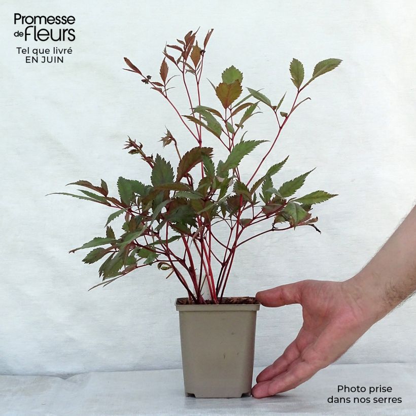Esemplare di Astilbe arendsii Erika Vasetto da 8/9 cm consegnato in estate