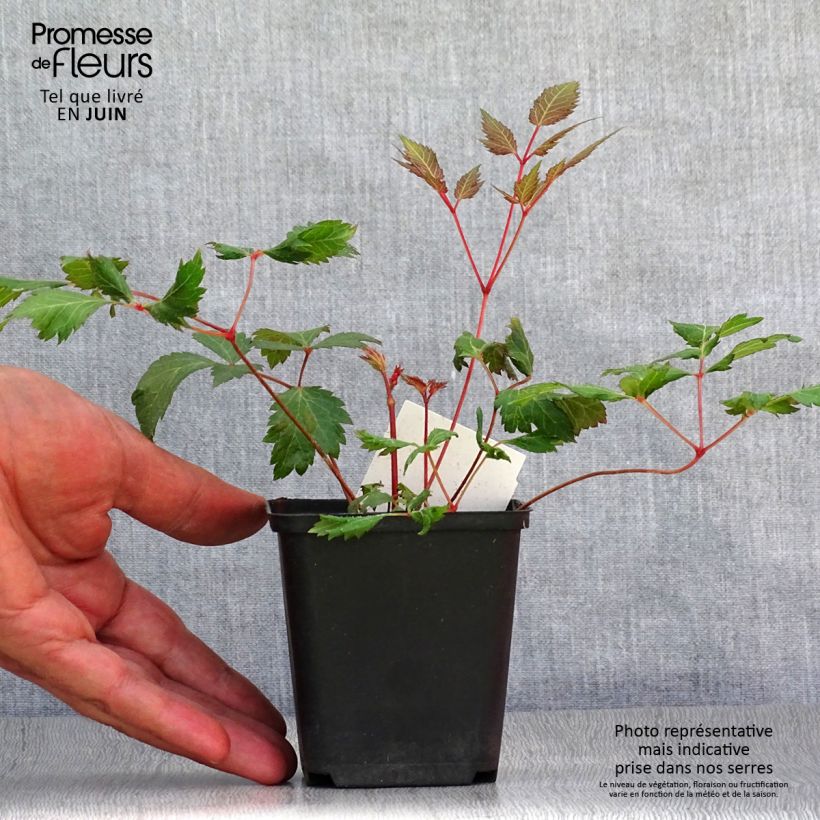 Esemplare di Astilbe arendsii Fanal Vasetto da 7/8 cm consegnato in estate