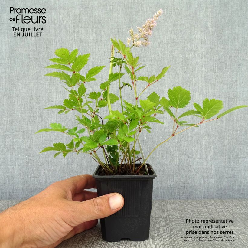 Esemplare di Astilbe arendsii Hyazinth Vasetto da 8/9 cm consegnato in estate