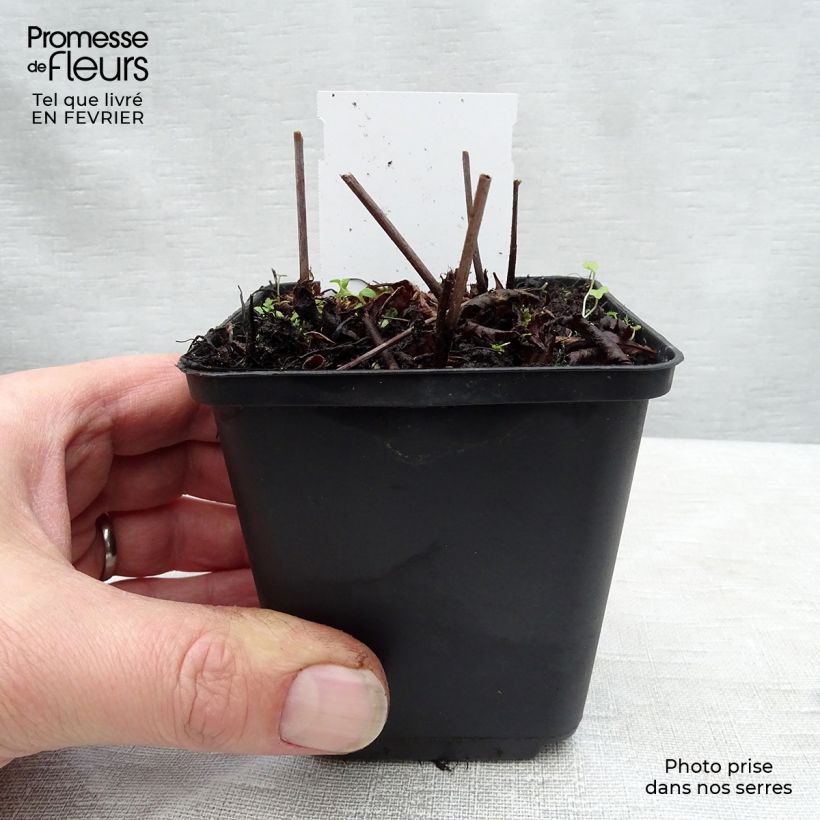 Astilbe arendsii Rock and Roll Vasetto da 8/9 cm esemplare consegnato in inverno