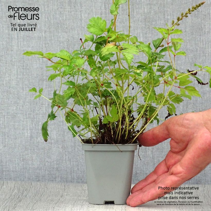 Esemplare di Astilbe chinensis Pumila Vasetto da 8/9 cm consegnato in estate