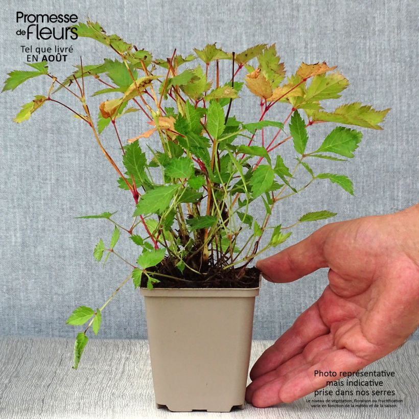 Esemplare di Astilbe chinensis Veronica Klose Vasetto da 8/9 cm consegnato in estate
