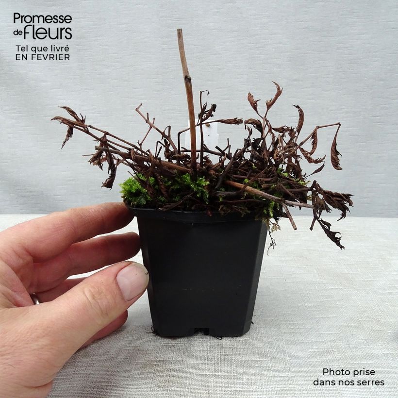 Astilbe crispa Perkeo Vasetto da 8/9 cm esemplare consegnato in inverno