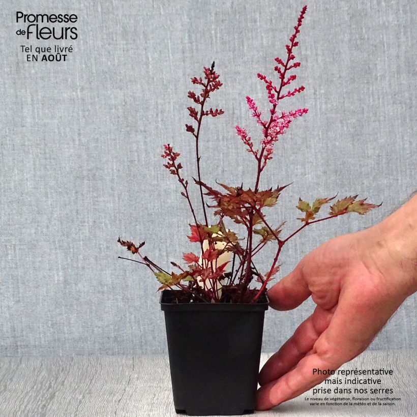 Esemplare di Astilbe japonica Delft Lace Vasetto da 8/9 cm consegnato in estate