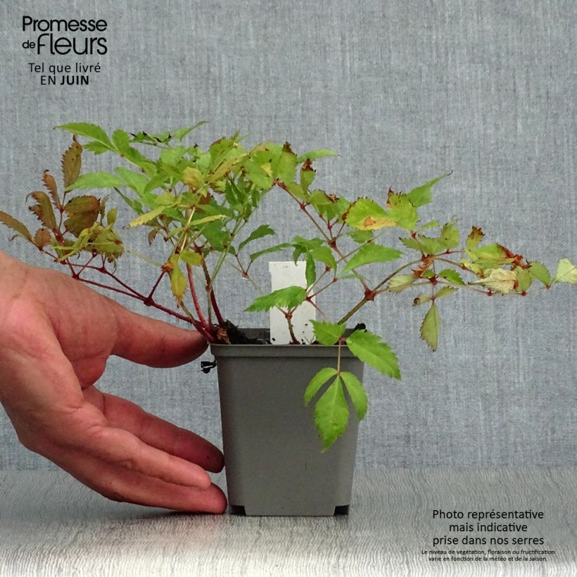 Esemplare di Astilbe japonica Deutschland Vasetto da 8/9 cm consegnato in estate