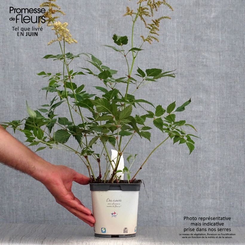 Esemplare di Astilbe japonica Deutschland Vaso da 2L/3L consegnato in estate