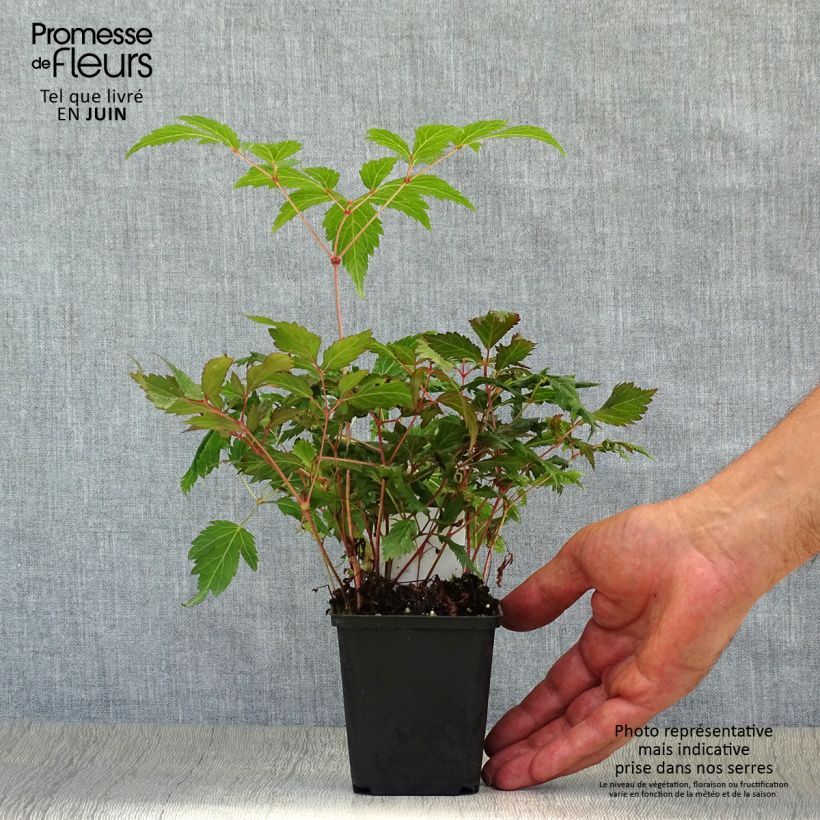 Esemplare di Astilbe japonica Montgomery Vasetto da 8/9 cm consegnato in estate