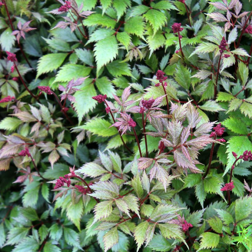 Astilbe japonica Montgomery (Fogliame)