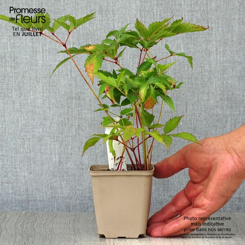 Esemplare di Astilbe japonica Peach Blossom Vasetto da 8/9 cm consegnato in estate