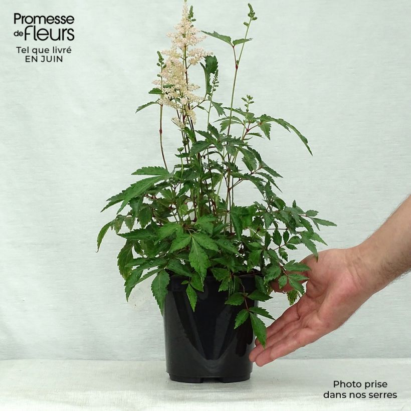 Esemplare di Astilbe japonica Peach Blossom Vaso da 1,5L/2L consegnato in estate