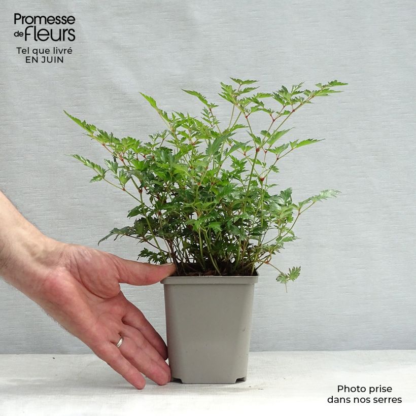 Esemplare di Astilbe simplicifolia Hennie Graafland Vasetto da 8/9 cm consegnato in estate